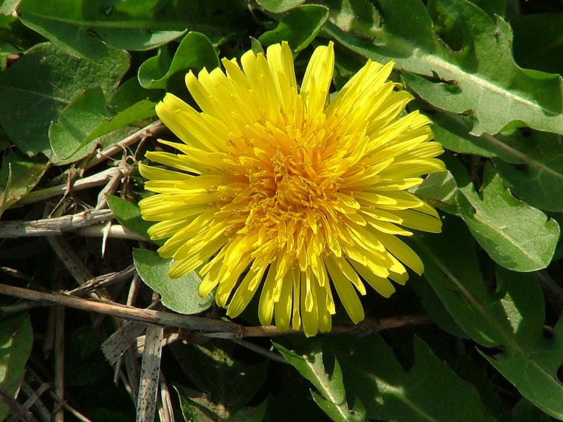 fiore giallo