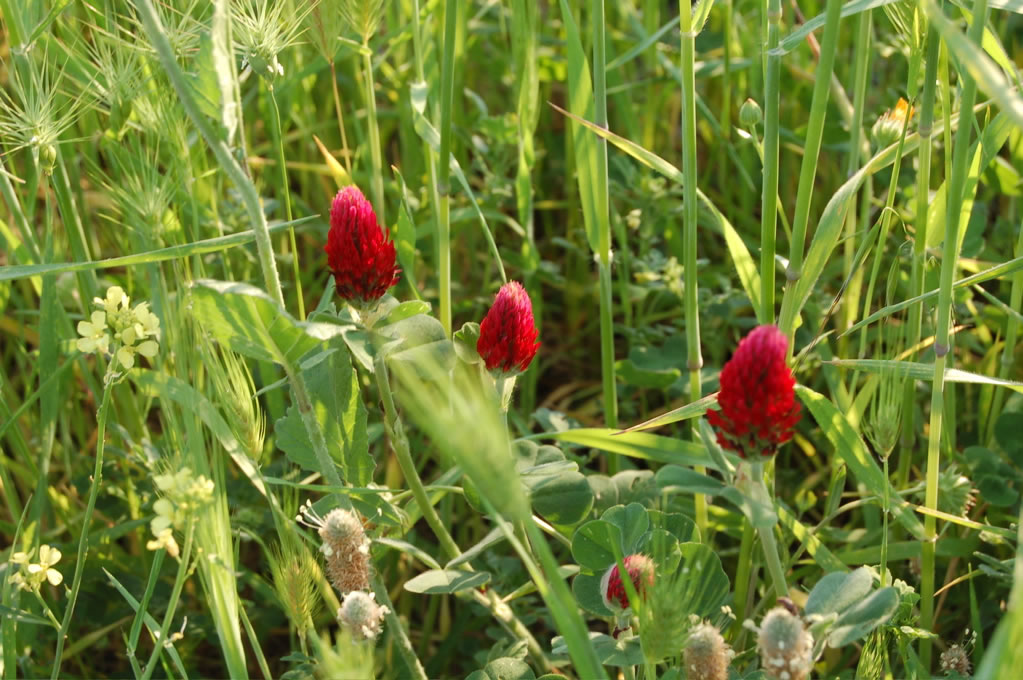 Fiori selvatici