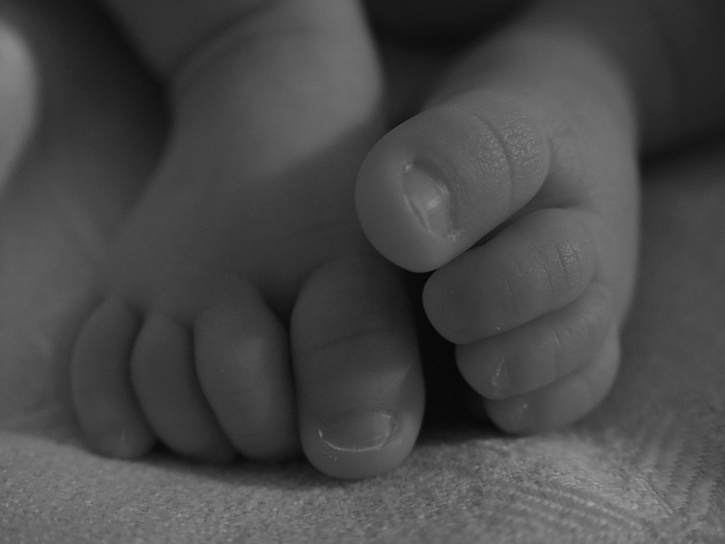 piedini