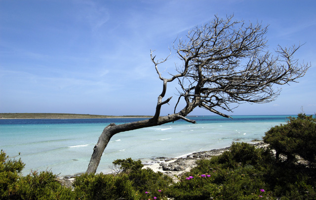 Scheletro di Ginepro alla Pelosa (SS)