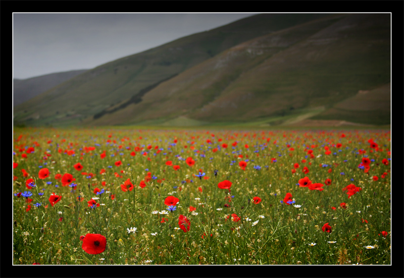 lo sai che i papaveri...