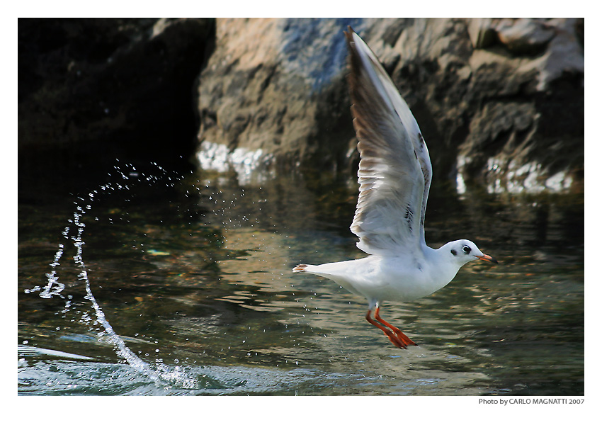 Gabbiano schizzato...