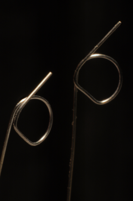 Fiori nella Lampadina