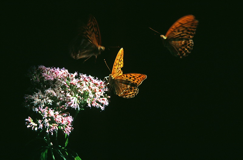 Volo di farfalle