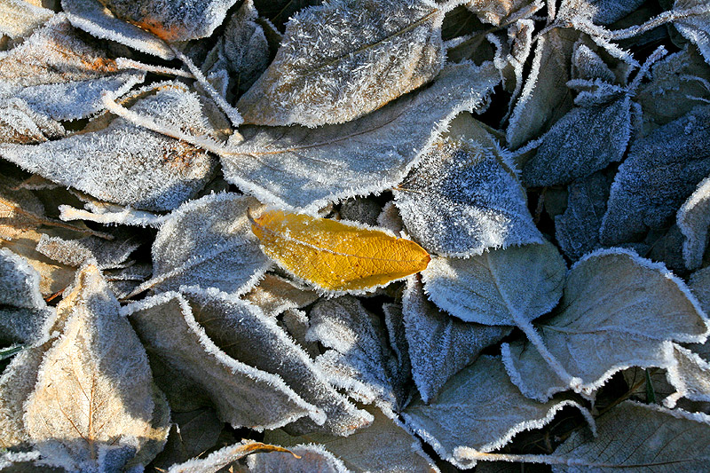 Foglia gialla d'autunno