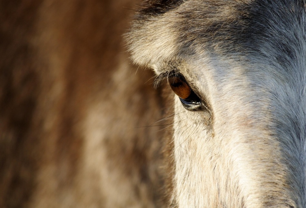 donkey Eye