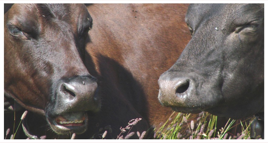 "c'e' il solito paparazzo"
