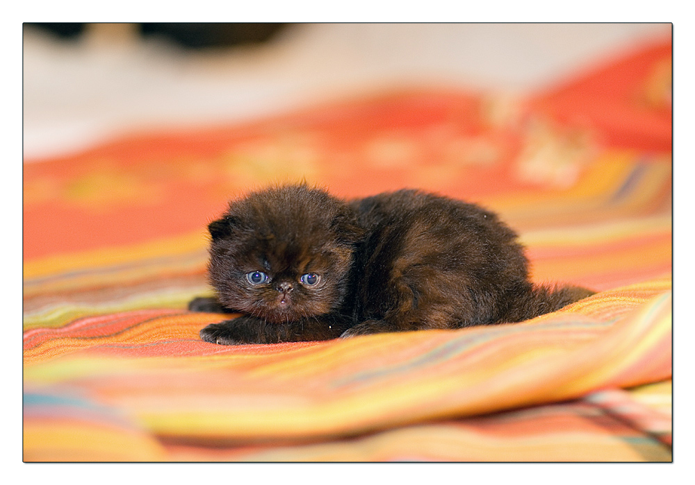 CUCCIOLATA_2007-02-18_6738