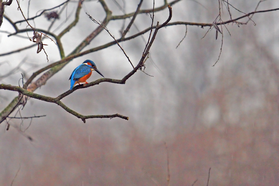 Martin Pescatore ... ambientato ...