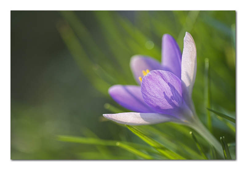 L'ombra della bellezza