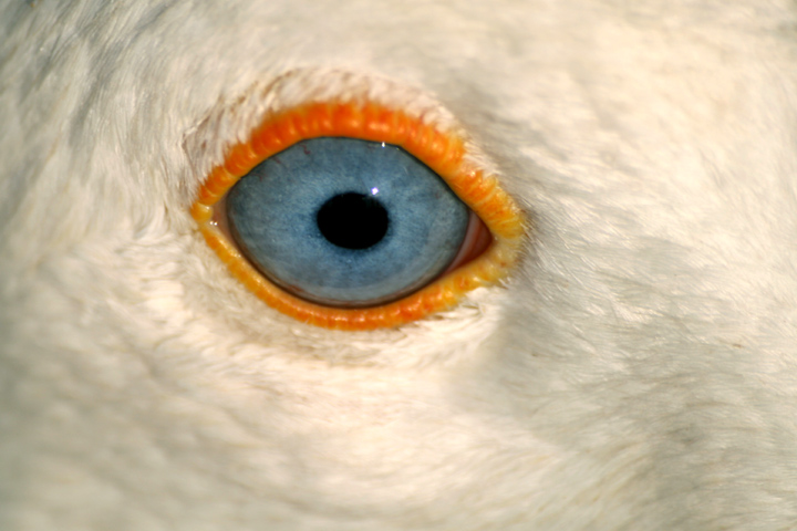 L'oca che voleva essere aquila