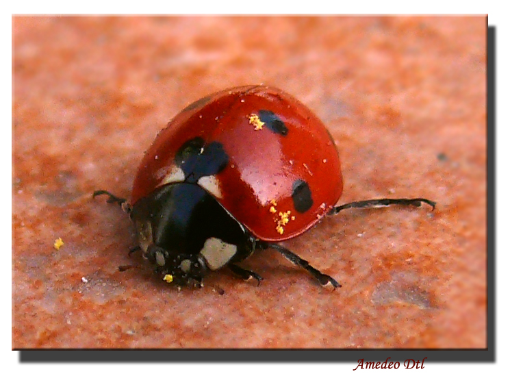 coccinella