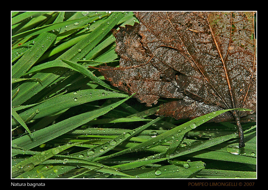 Natura bagnata