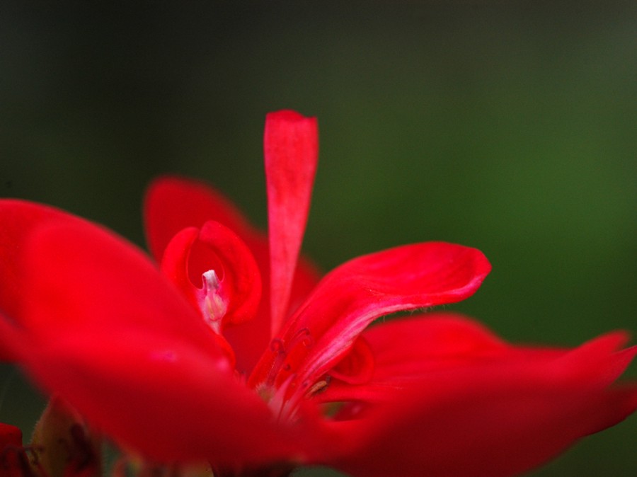 Fiore dopo tramonto odierno...