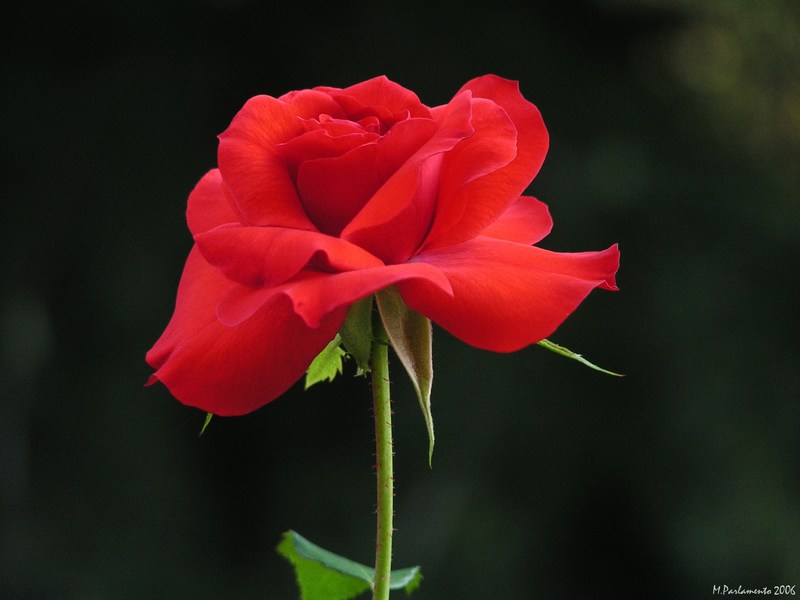 Rosa Solitaria