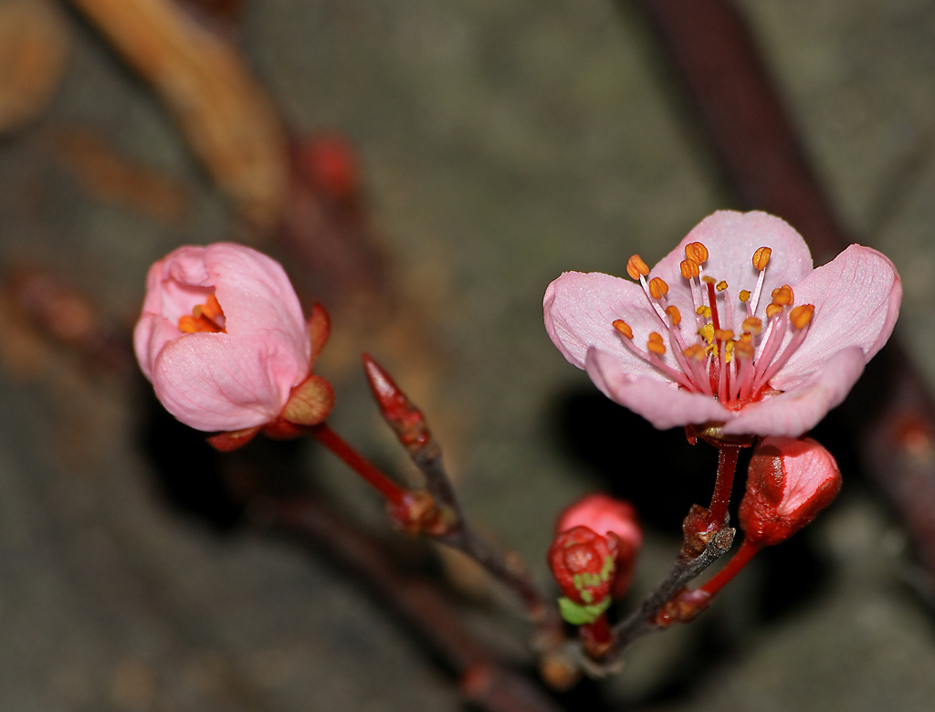 palloncino esploso....