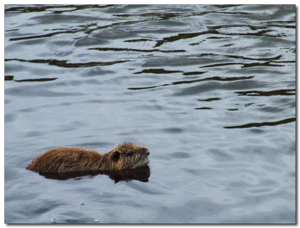 Scappiamo c'� una rompiscatole che scatta foto!!!