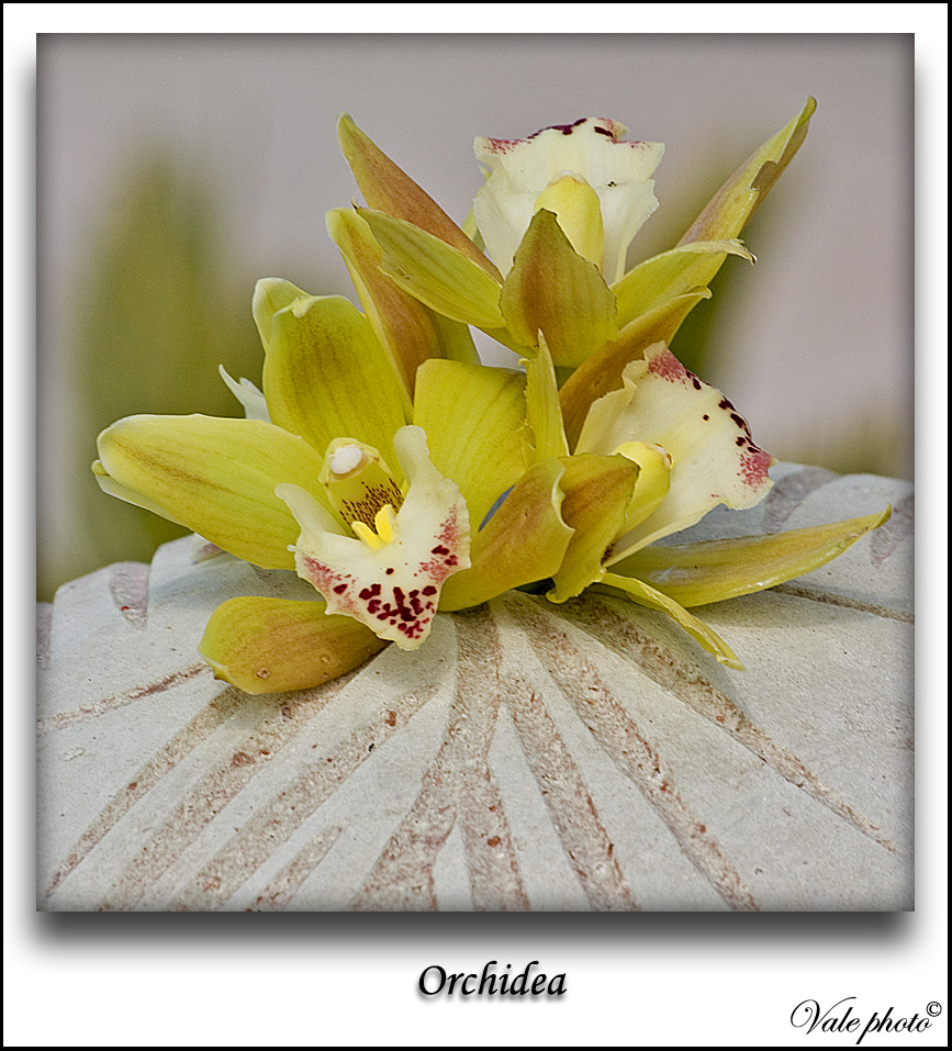Orchidea