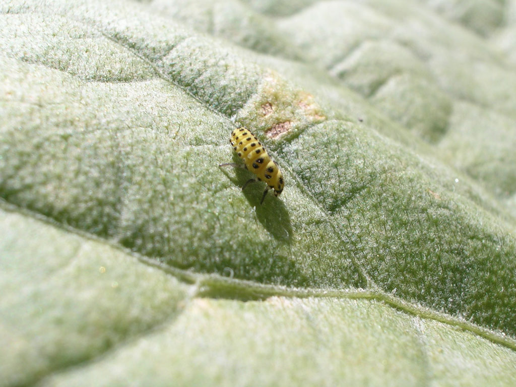 larva di coccinella
