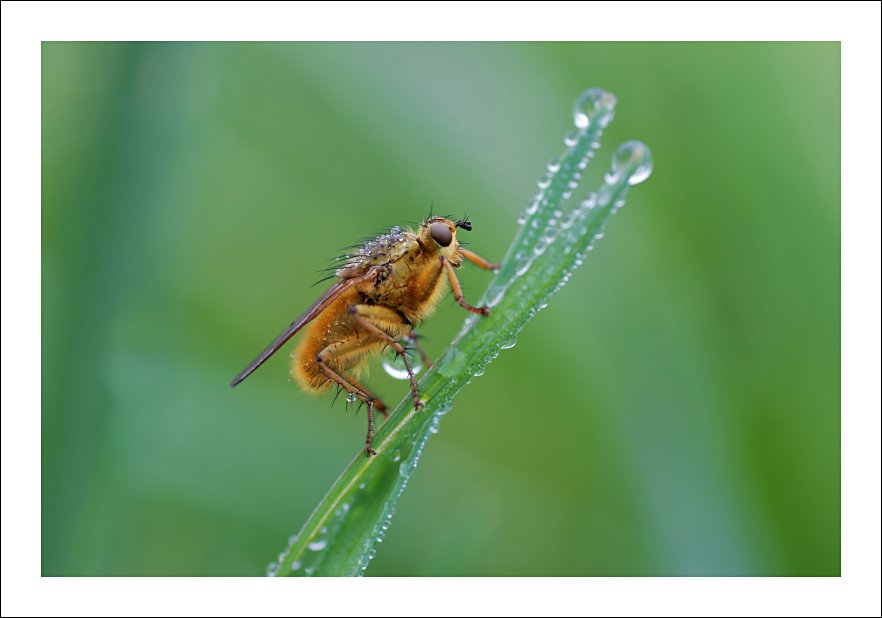 La scelta ( Contest )