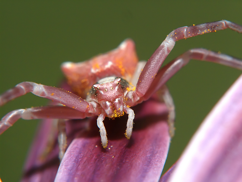 una specie di mostro!