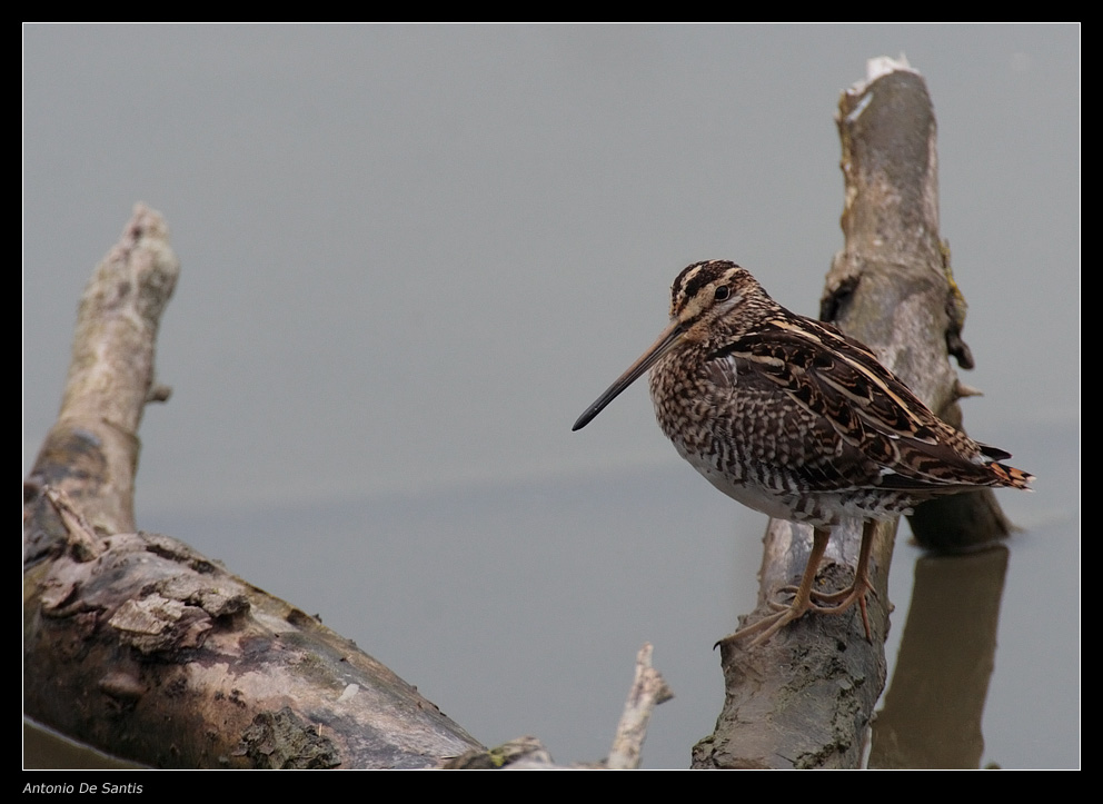 Beccaccino su tronco