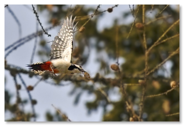 Picchio rosso in volo