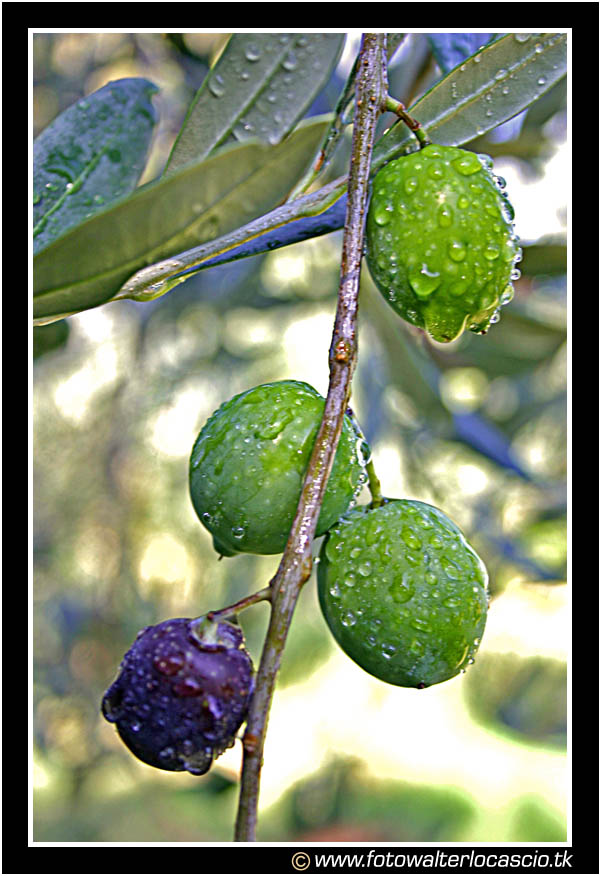 Olive al ramo #1
