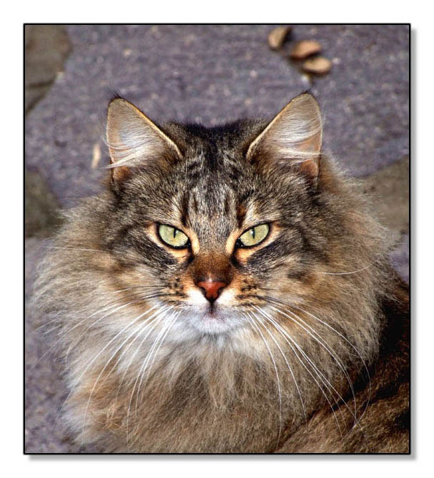 Cosa hai da guardare?