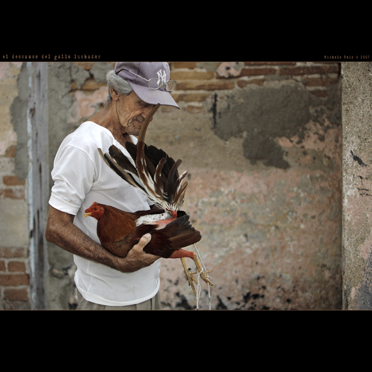 el descanso del gallo luchador