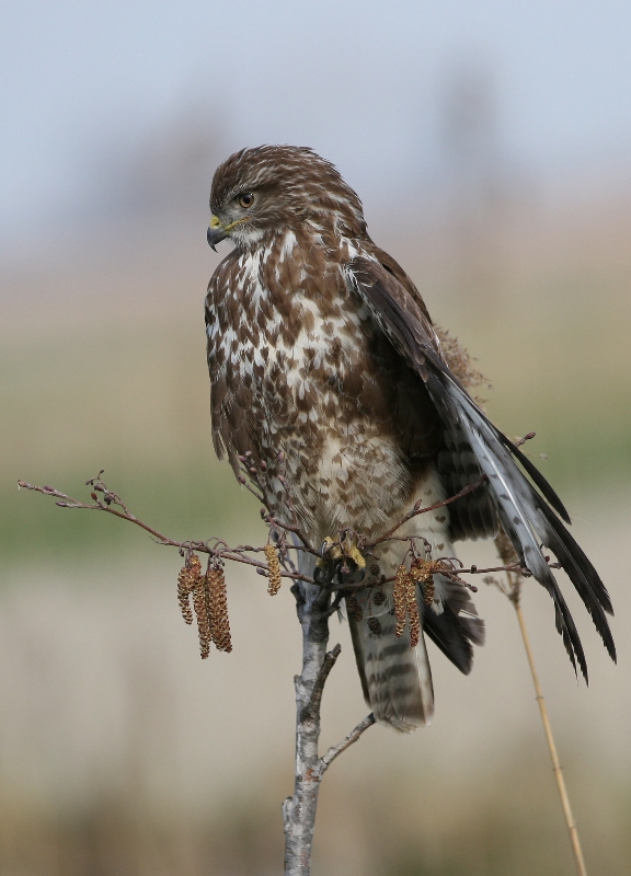poiana alla francese