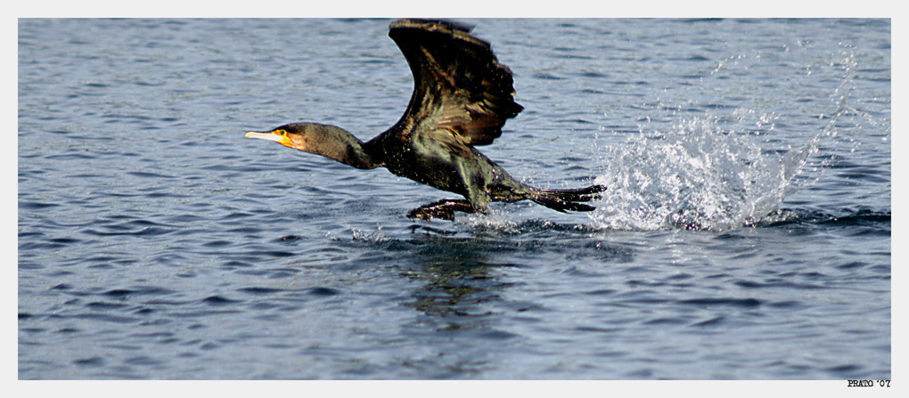 cormorano02