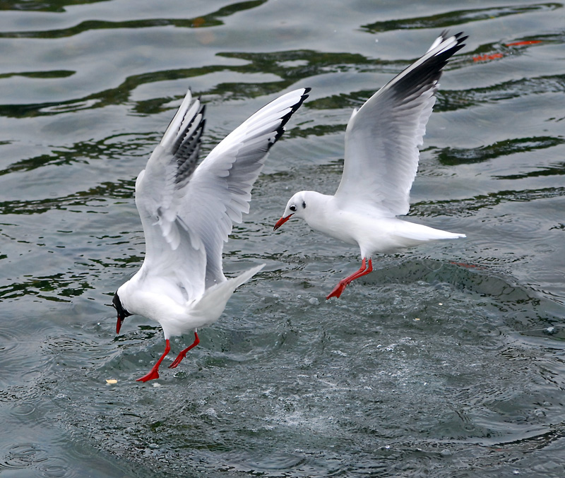 Quella mollica � mia!!!