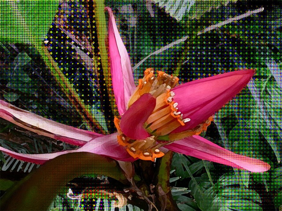 alterazioni floreali