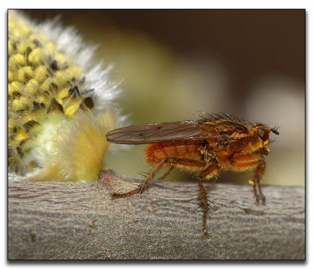 mosca "irlandese"....