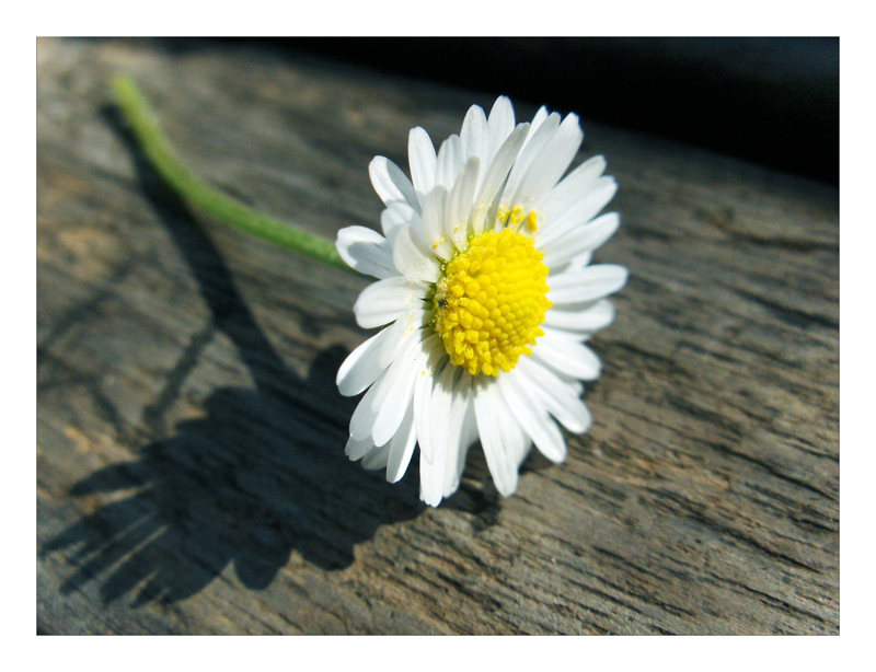 Preludio di Primavera