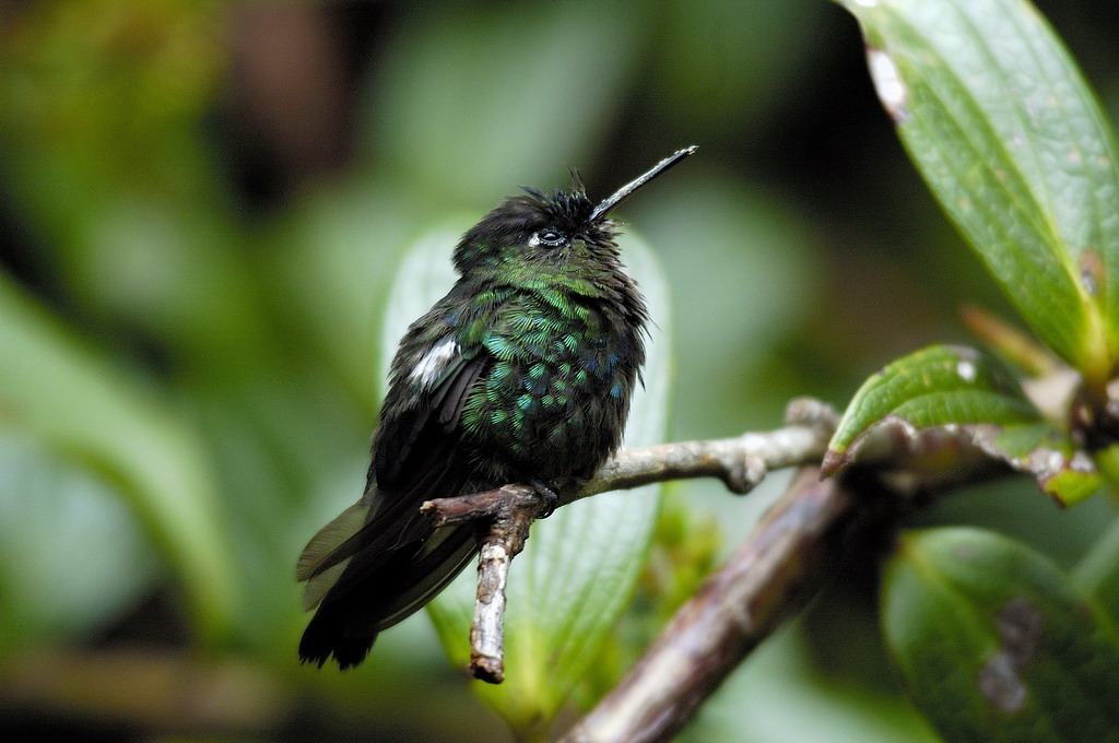 Ho visto la Madonna !!!!