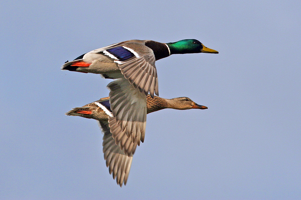 Germani reali in volo