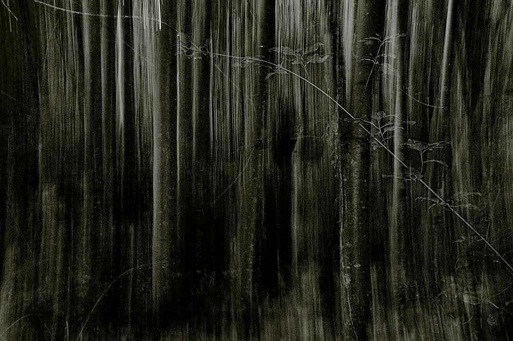 Bosco Valle Argentina 20