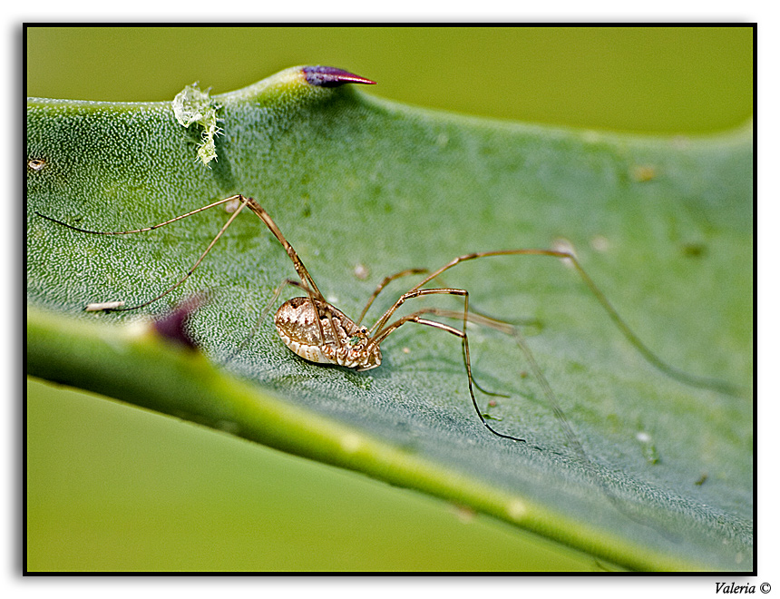 piccolo ragno....sempre su grande foglia