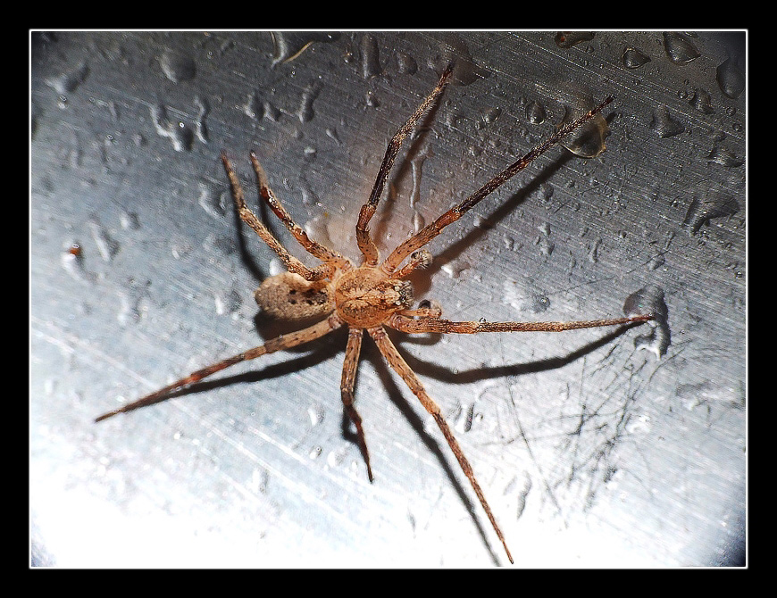 Ragno bagnato .........