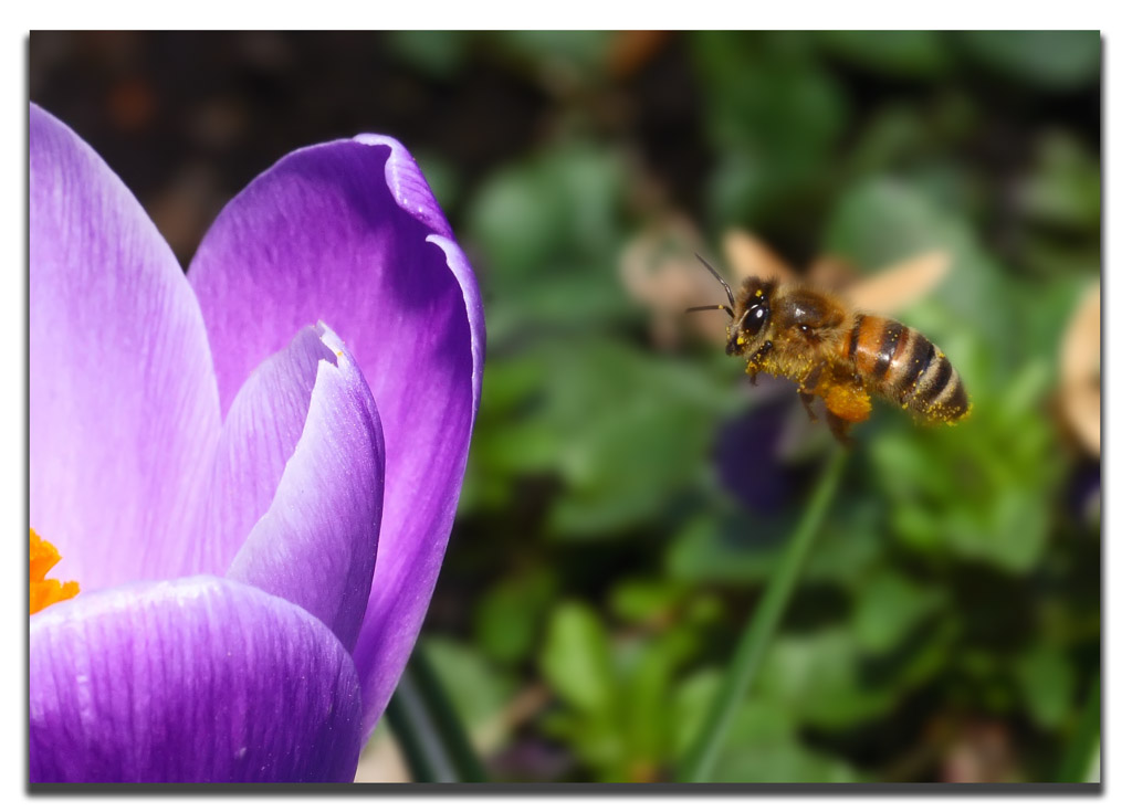 La mia prima ape in volo!