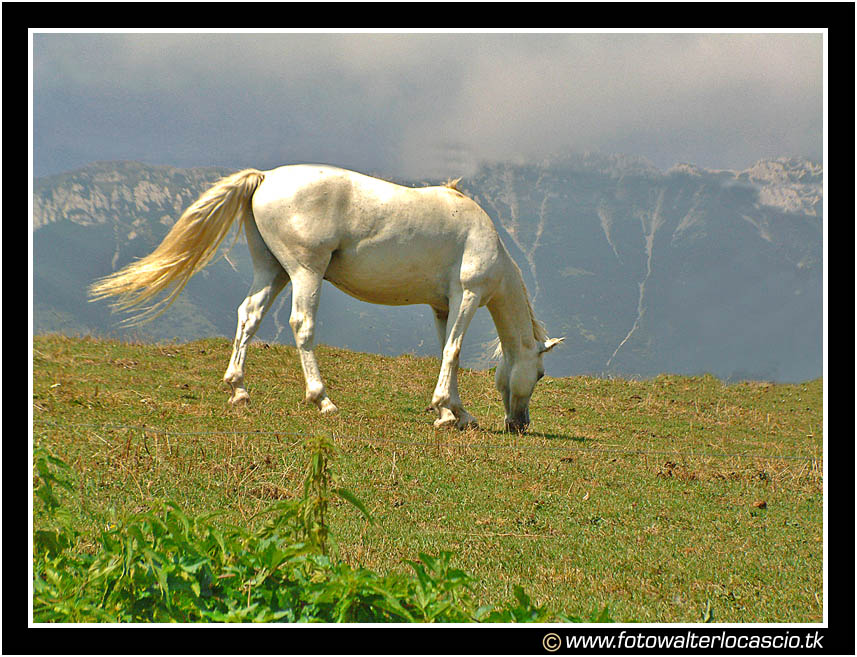 Cavallo bianco