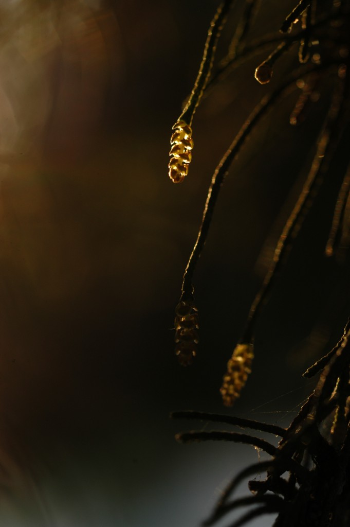 Pistilli alla luce del tramonto