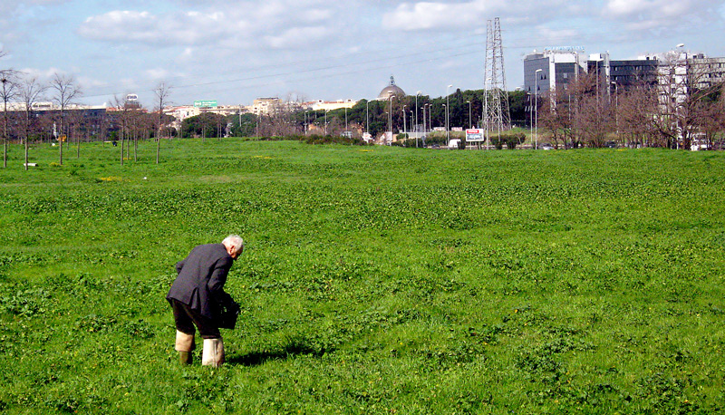 andar per cicoria...