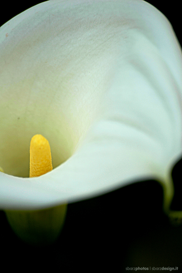 Calla | 01