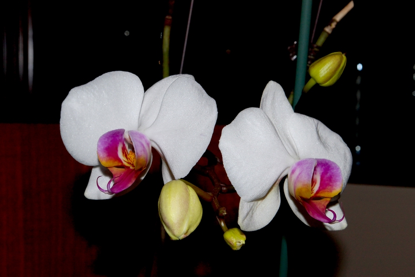 orchidea 6
