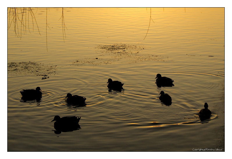 ANATRE AL TRAMONTO
