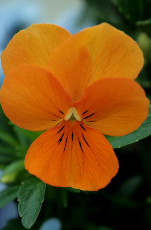 arrivano i colori..arancio