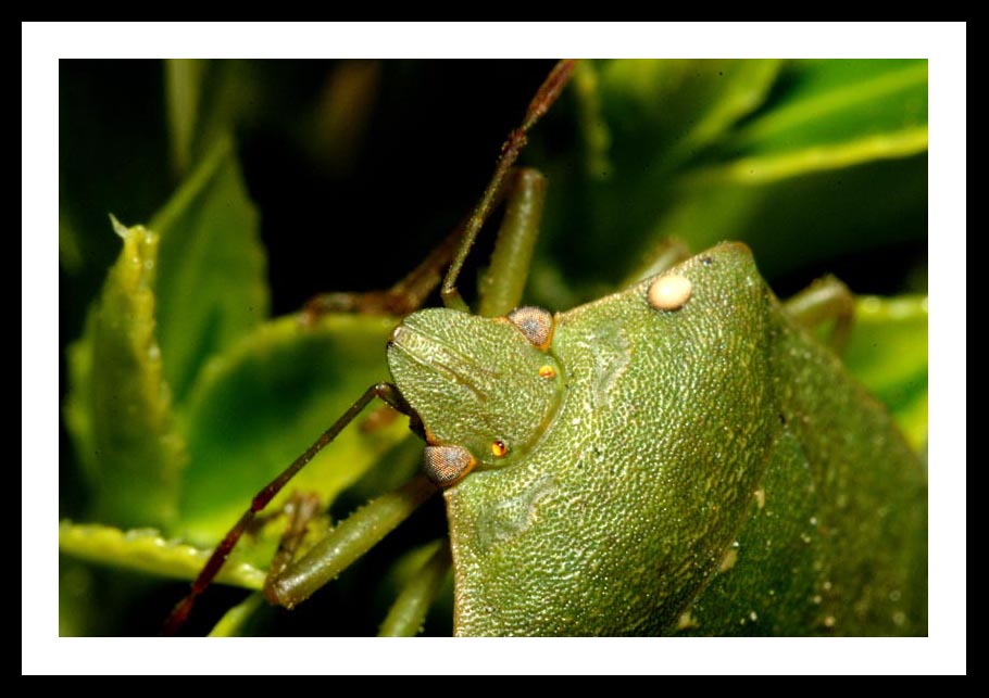 Primo ingrandimento con i tubi